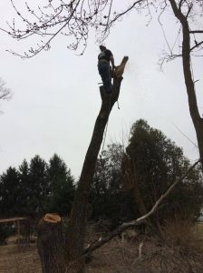 Johnson City Tree Removal