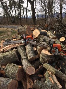 Johnson City Tree Removal